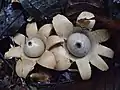 !Geastrum lageniforme!
