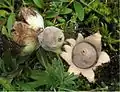 !Geastrum minimum!