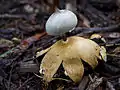!Geastrum pectinatum!