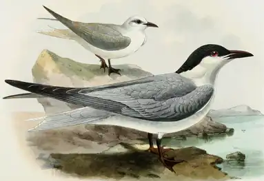 Pescărița râzătoare după Dresser (1871-1881). În față - Adultul în penajul de vară. În spate -  Adultul în penajul de iarnă