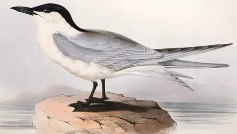 Pescărița râzătoare după John Gould (1837). Adultul în penajul de vară