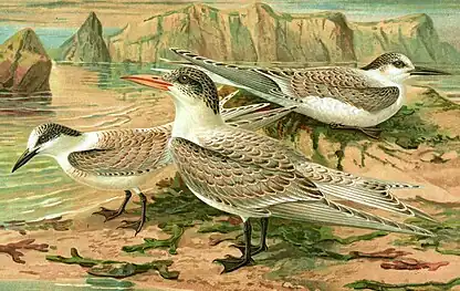 Pescărița râzătoare în penajul juvenil după Naumann (1885-1897). 1. (jos în stânga) Pescăriță râzătoare (Gelochelidon nilotica); 2. (în centru) Pescăriță mare (Hydroprogne caspia); 3. (sus în dreapta) Chiră de mare (Thalasseus sandvicensis).