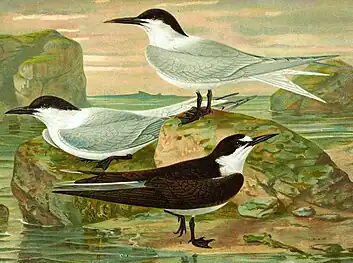 Pescărița râzătoare în penajul adult de vară după Naumann (1885-1897). 1. (jos în stânga) Pescăriță râzătoare (Gelochelidon nilotica); 2. (sus în dreapta) Chiră de mare (Thalasseus sandvicensis); 3. (în centru, jos) Chiră cenuşie (Onychoprion fuscatus).