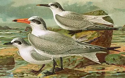 Pescărița râzătoare în penajul adult de iarnă după Naumann (1885-1897). 1. (în centru) Pescăriță mare (Hydroprogne caspia); 2. (sus în dreapta) Chiră de mare (Thalasseus sandvicensis); 3. (jos în stânga) Pescăriță râzătoare (Gelochelidon nilotica).