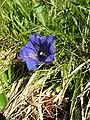 Cupă(Gentiana acaulis)