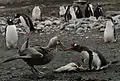 Pinguin Gentoo confruntându-se cu un petrel gigant
