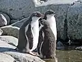 Pinguini Gentoo juvenili
