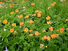 Geum bulgăresc(Geum bulgaricum)