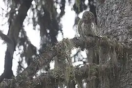 Bufniță pigmee eurasiatică(Glaucidium passerinum)