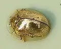 Hispinae: golden tortoise beetle, Charidotella sexpunctata