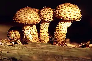 Pholiota squarrosa