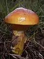 Suillus grevillei