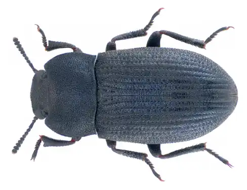 Gândacul pământiu mic (Gonocephalum pusillum)