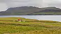Fermă în apropiere Akranes