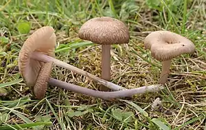 !Entoloma griseocyaneum!