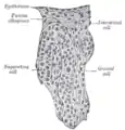 Secțiunea unui cordon genital al testiculului unui embrion uman 3.5&nbsp;cm. lung.