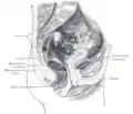Secțiunea sagitală mediană a bazinului feminin