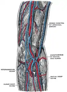 Venele profunde ale extremității superioare.