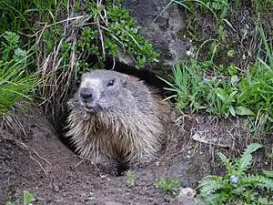 Marmota alpină(Marmota marmota)