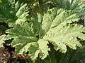 Gunnera manicata