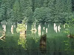 Exemplu de lac de baraj natural format prin alunecare de terenLacul Roșu din Județul Harghita, România