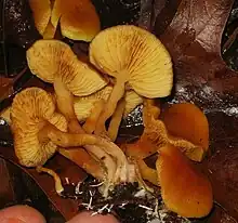 !!Gymnopilus sapineus!!