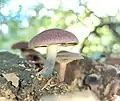 !!Gymnopilus purpuratus sin. Flammula purpurata!!