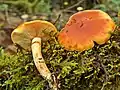 !Gymnopilus sapineus!
