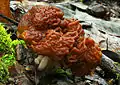 Gyromitra esculenta