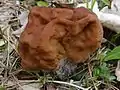 !!!Gyromitra esculenta!!!