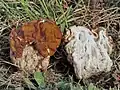 !Gyromitra gigas!