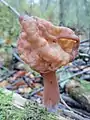 Gyromitra infula