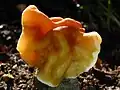 Gyromitra korfii