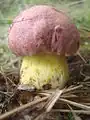 Boletus regius