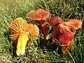 Hygrocybe punicea