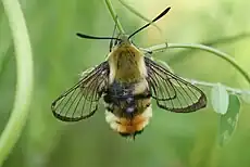 Hemaris tityus