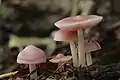 Mycena rosea