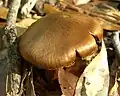 !Cortinarius laniger!