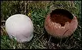 Lycoperdon utriforme