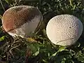 Lycoperdon perlatum