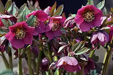 Regn:	Plantae Încrengătură:	Magnoliophyta Clasă:	Magnoliopsida Ordin:	Ranunculales Familie:	Ranunculaceae Gen:	Helleborus