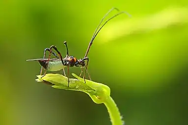Ploșnița ceaiului (Helopeltis theivora)