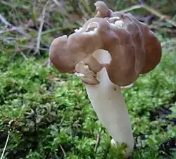 Helvella elastica