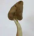 Helvella elastica