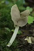Helvella elastica