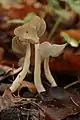 Helvella ephippium