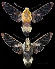 Hemaris diffinis