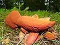 Boletus erythropus