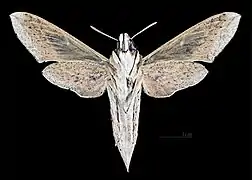 Hippotion celerio  ♀ △