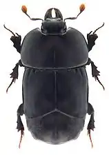 Hololepta plana